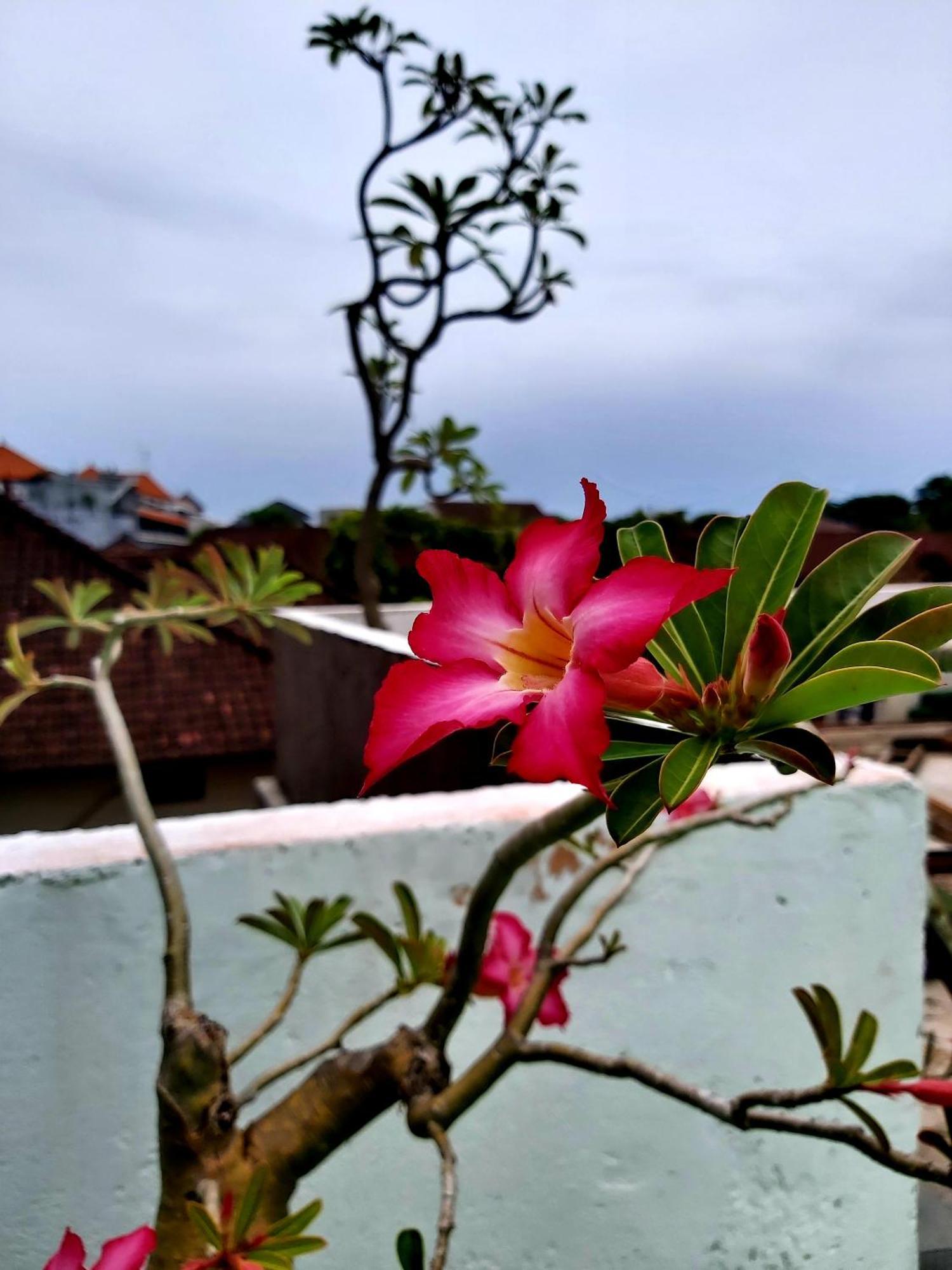 Hotel Genta House à Kuta Lombok Extérieur photo